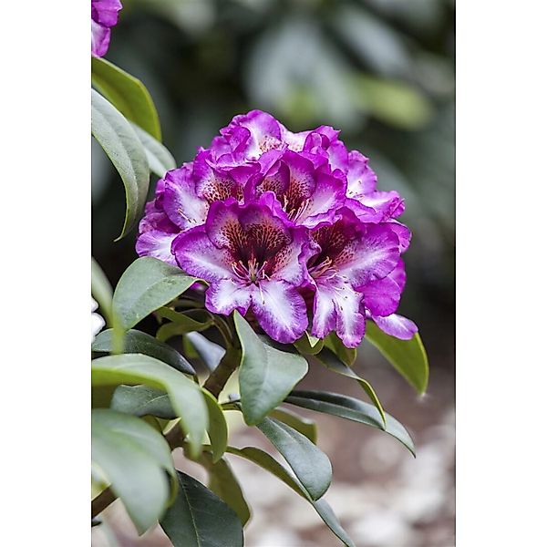 Rhododendron Hybr. Hans Hachmann Rhododendron Rot 30–40 cm günstig online kaufen