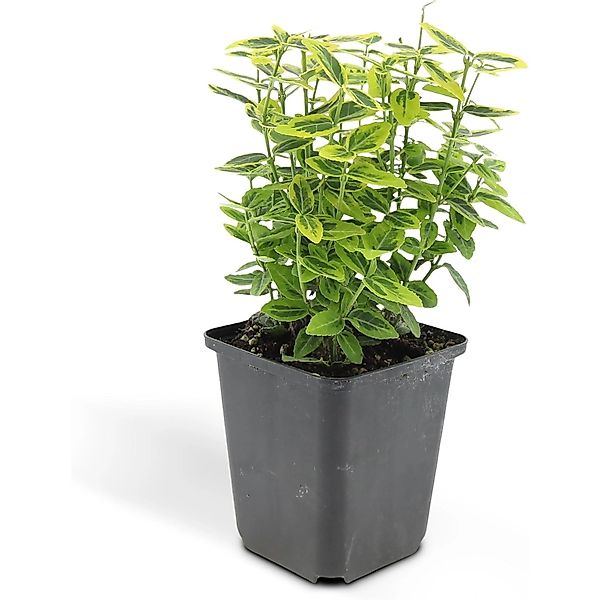 Exotenherz Bodendecker Kriechspindel Euonymus Fortunei Emerald Gold 9cm Top günstig online kaufen