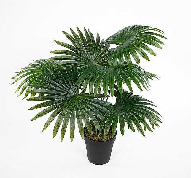 Kunstpflanze Fächerpalme Real Touch 40/50cm im günstig online kaufen