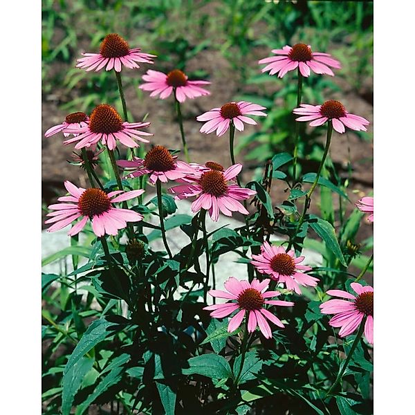 Echinacea Purpurea Vintage Wine R Roter Sonnenhut Ca. 11x11 cm Topf günstig online kaufen