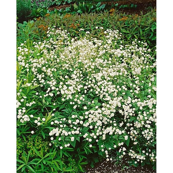 Ranunculus Aconitifolius Pleniflorus Eisenhutblättriger Hahnenfuß Ca. 9x9 c günstig online kaufen