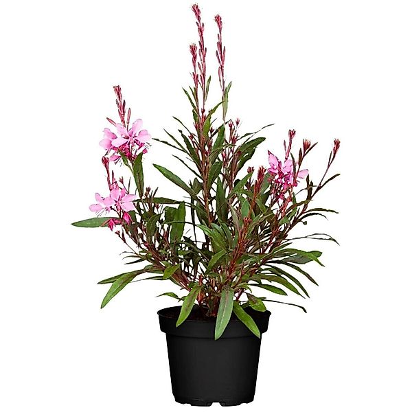 Gaura Lindheimerii Prachtkerze Cherry Brandy 2-3 Liter Container günstig online kaufen