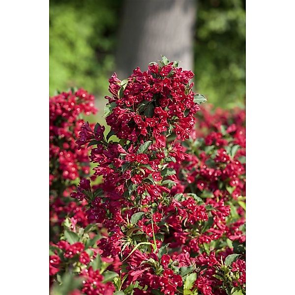 Weigela Eva Rathke Weigelie Karminrot 100–125 cm günstig online kaufen