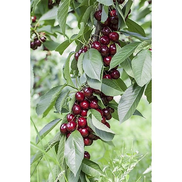 Prunus Avium Lapins Süßkirsche CAC 150-200cm günstig online kaufen