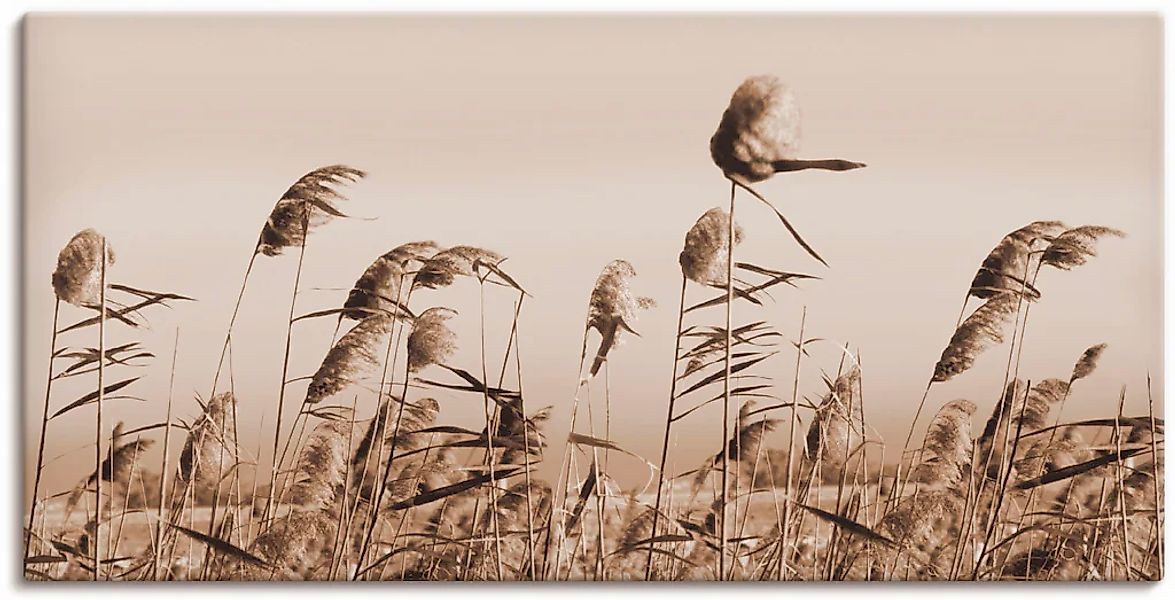 Artland Leinwandbild "Gräser" Gräser 1 Stk. tlg. als Alubild, Outdoorbild, günstig online kaufen