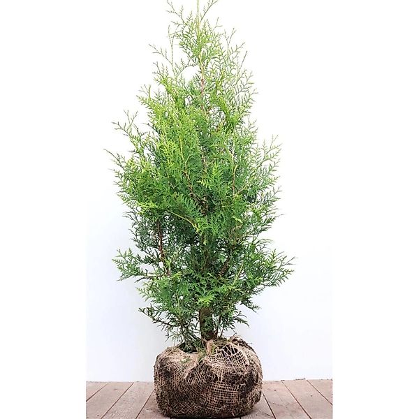 Thuja occidentalis 'Brabant' 80-100 cm günstig online kaufen