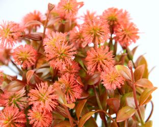 I.GE.A. Kunstpflanze "Margerite im Topf" Künstliche Blumen Blütenbusch Busc günstig online kaufen