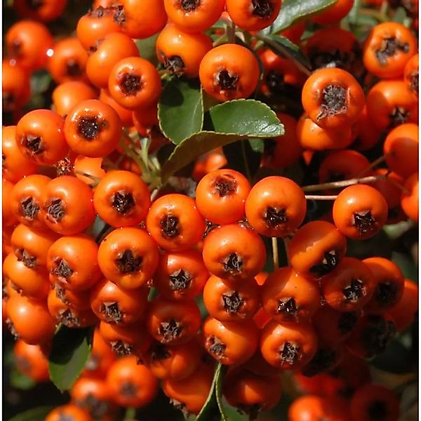 Feuerdorn Orange Charmer 60-80cm - Pyracantha günstig online kaufen