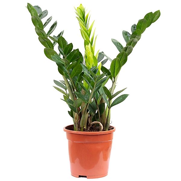 Flowerbox Zimmerpflanze Glücksfeder - Zamioculcas zamiifolia, pflegeleicht günstig online kaufen