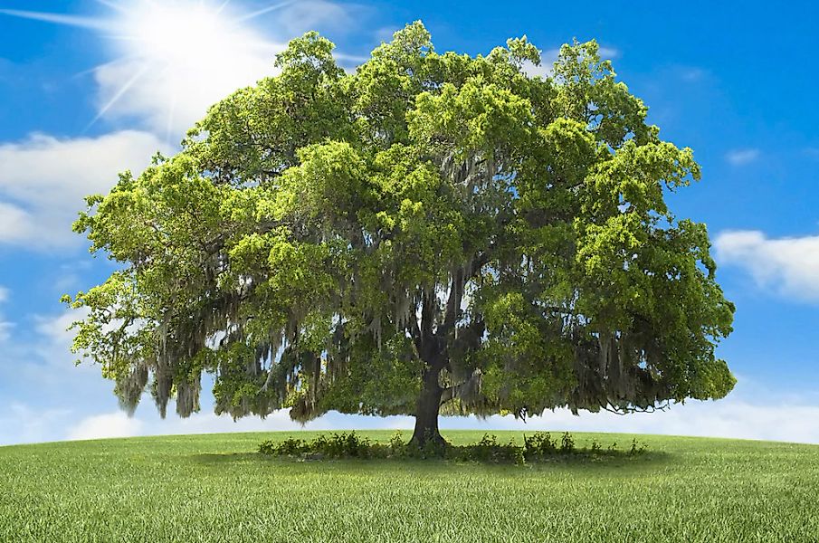 Papermoon Fototapete "baum in landschaft" günstig online kaufen