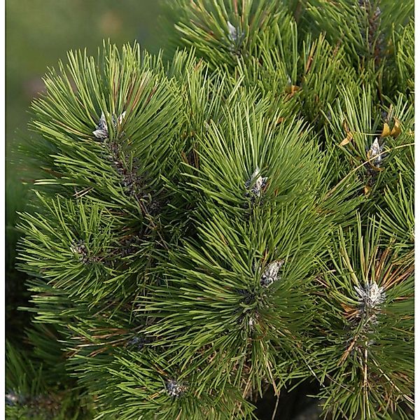 Zwerg Schwarzkiefer Helga 30-40cm - Pinus nigra günstig online kaufen