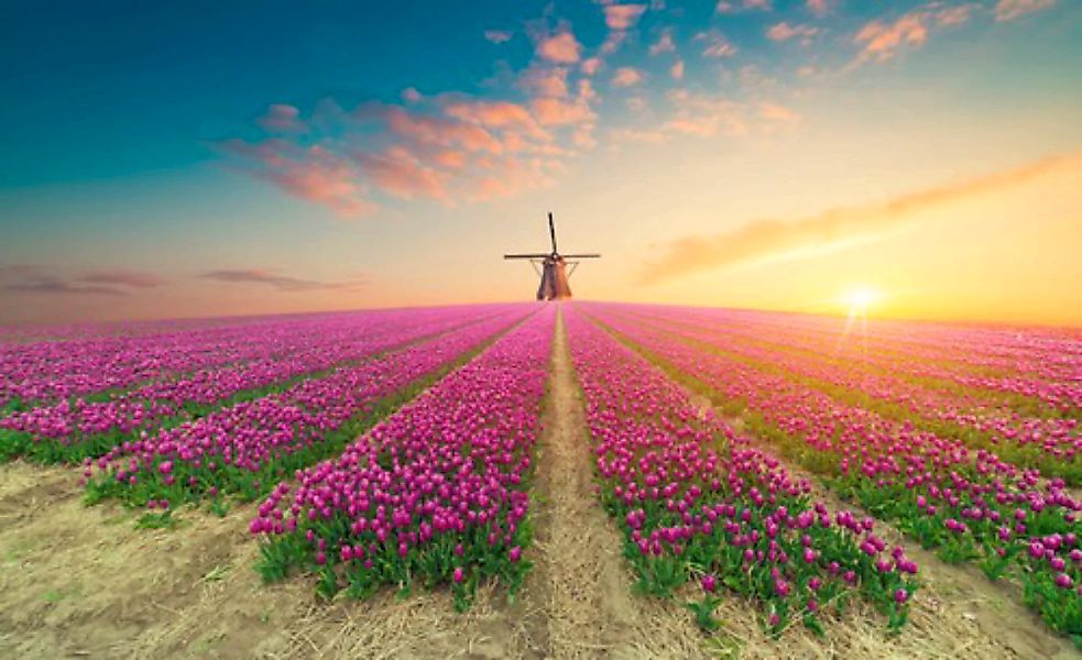 Papermoon Fototapete »TULPEN-NATUR BLUMEN LANDSCHAFT WINDMÜLE LAVENDEL BLUM günstig online kaufen