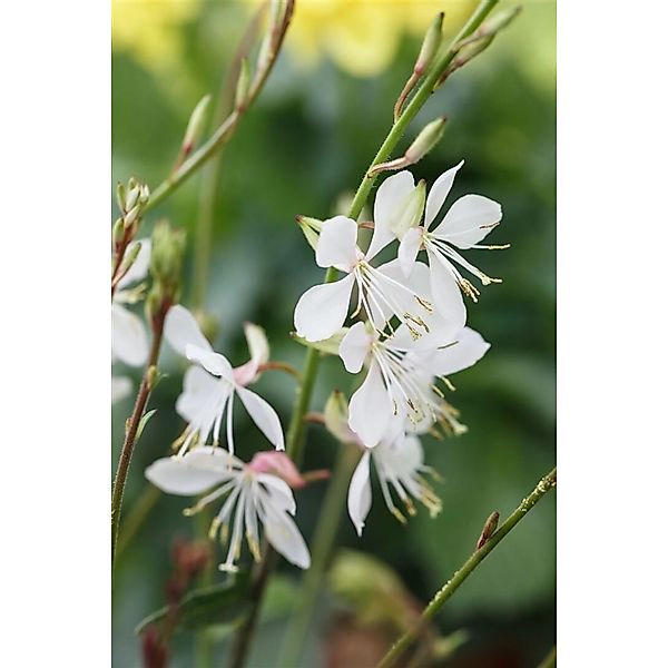 Gaura Lindheimeri Prachtkerze Gambit White 2 Liter Container günstig online kaufen