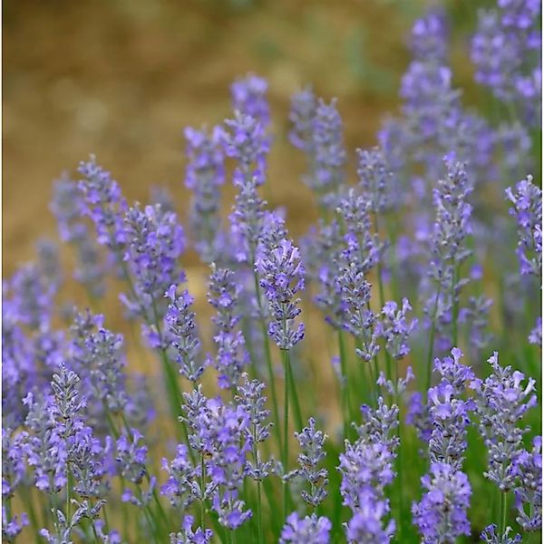 Lavendel Hidcote Giant - Lavandula intermedia günstig online kaufen
