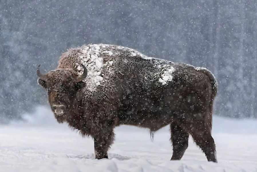 Papermoon Fototapete »Büffel im Schnee« günstig online kaufen