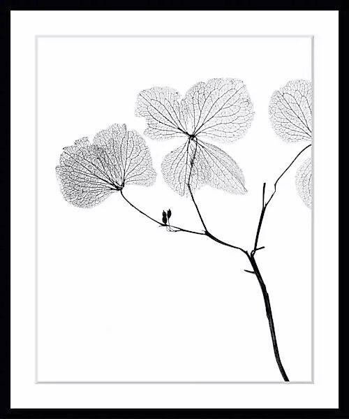 queence Bild »Kaja«, Blumen, Blumen, gerahmt günstig online kaufen