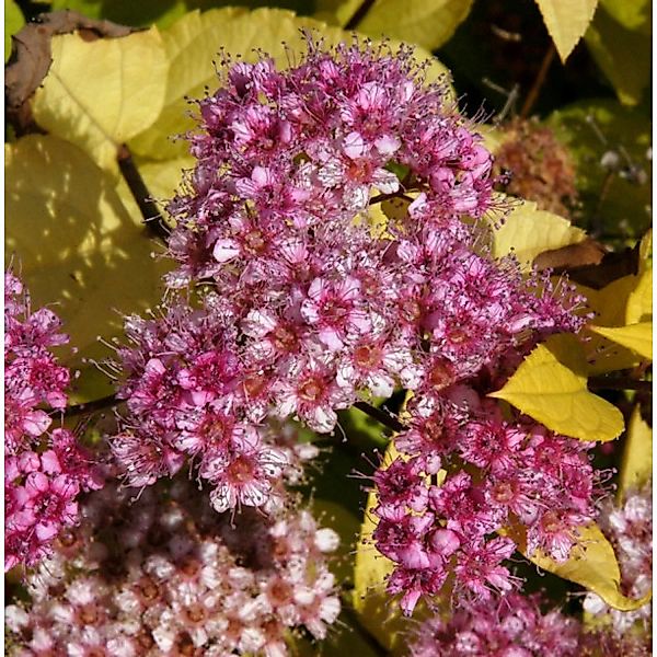 Schneespierstrauch Golden Princess 20-30cm - Spiraea japonica günstig online kaufen