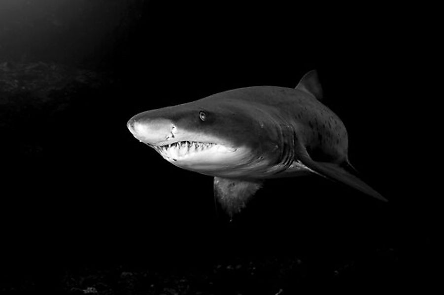 Papermoon Fototapete »Haifisch Schwarz & Weiß« günstig online kaufen