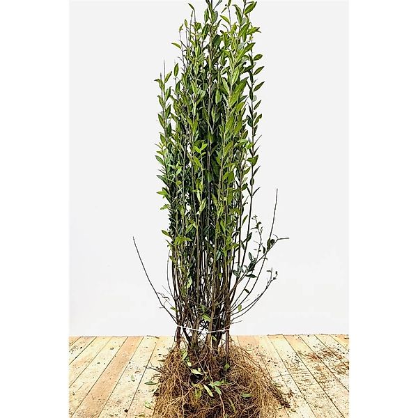Ligustrum vulgare 'Atrovirens' 80-120 cm günstig online kaufen