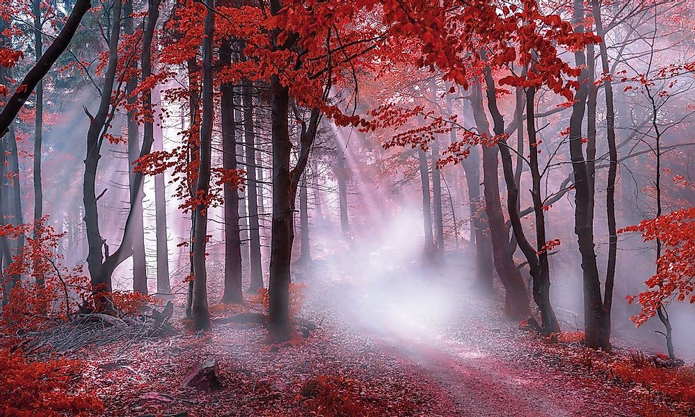 Bönninghoff Leinwandbild, Wald-Waldbilder-Bäume-Baumbilder-Natur-Landschaft günstig online kaufen