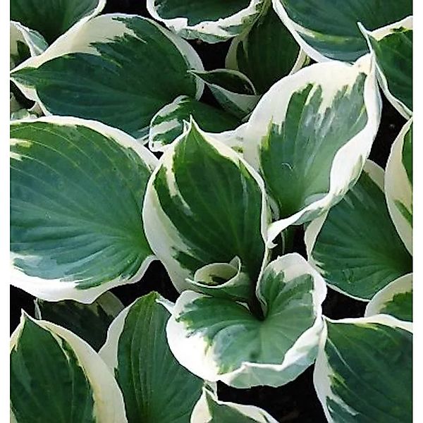 Funkie Patriot - Hosta Hybrid günstig online kaufen