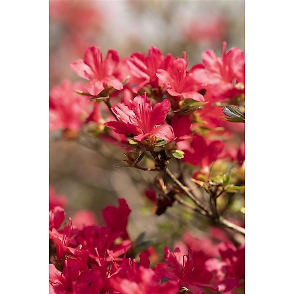 Rhododendron Obt. Hino-Crimson Leuchtend Rot 30–40 cm günstig online kaufen