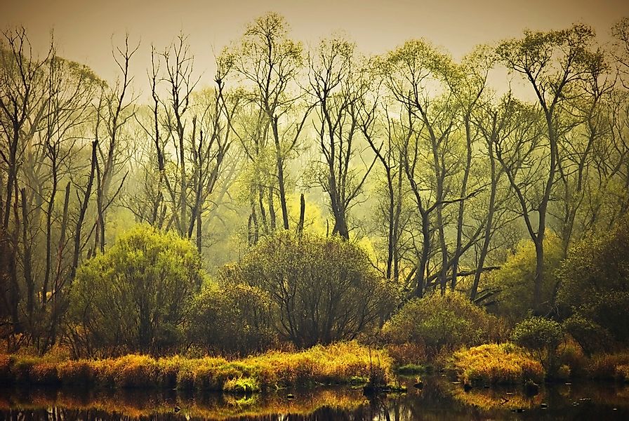 Papermoon Fototapete "BÄUME-NATUR LANDSCHAFT HERBST WALD DSCHUNGEL SEE WÄLD günstig online kaufen