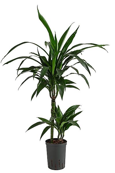 Dehner Zimmerpflanze Drachenbaum, Dracaena Janet Lind, in Hydrokultur, ca. günstig online kaufen
