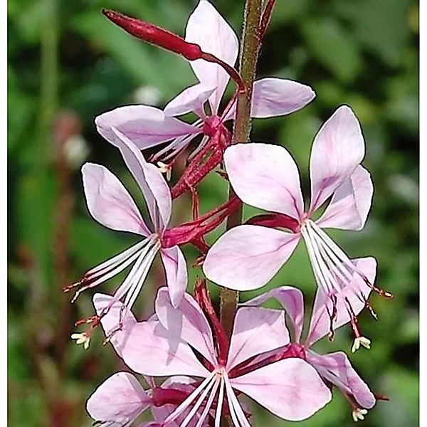 Prachtkerze Summer Breeze - Gaura,indheimeri günstig online kaufen