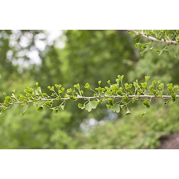 Ginkgo Biloba Tubifolia Fächerblattbaum 40–60 cm günstig online kaufen