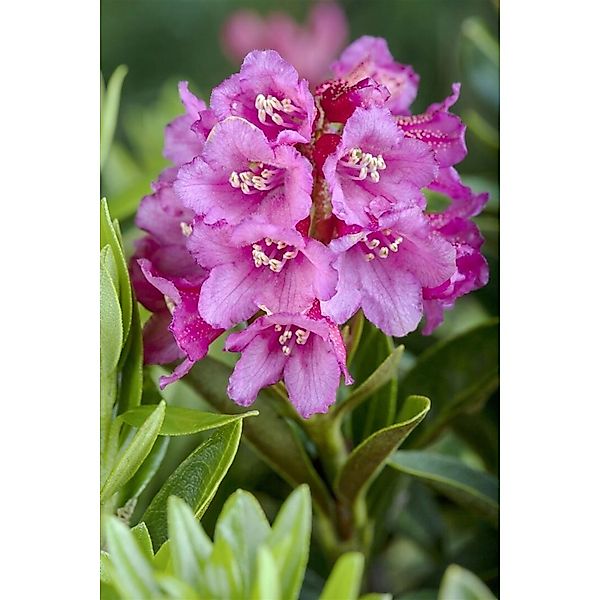 Rhododendron Ferrugineum Rostblättriger Rhododendron Rosa 12–15 cm günstig online kaufen