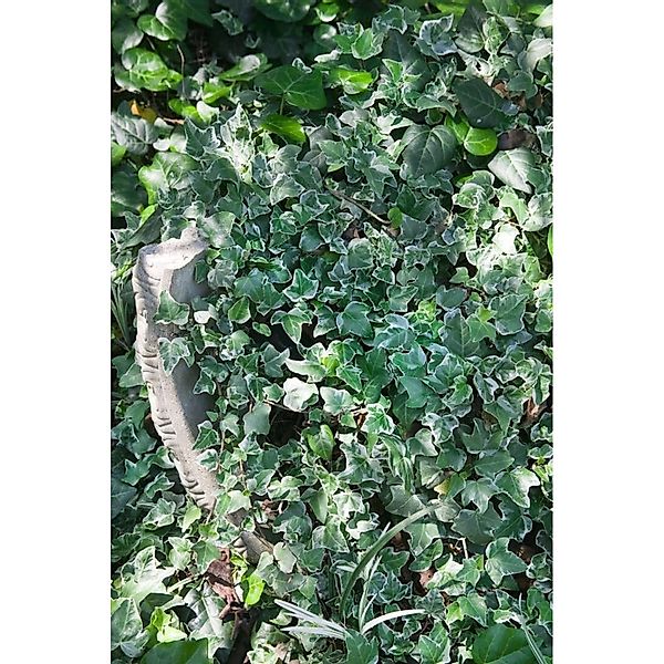 Hedera Helix Glacier Efeu Grün-Weiß Ca. 9x9 cm Topf günstig online kaufen