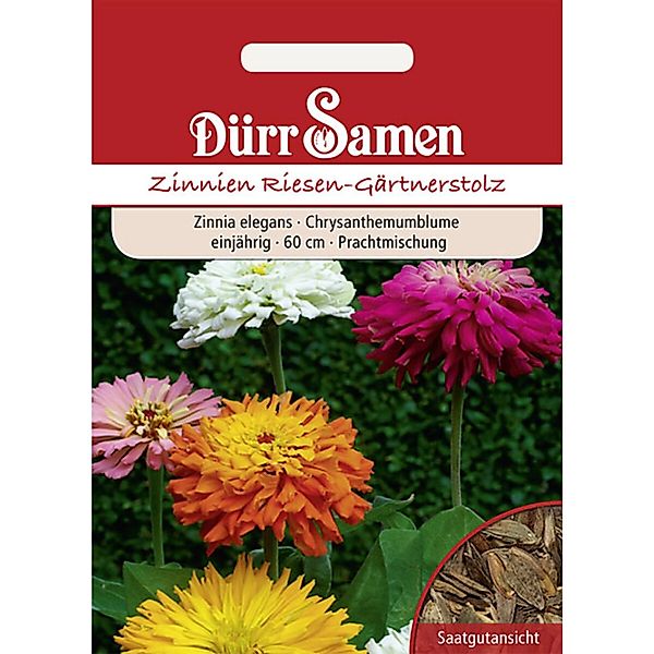 Dürr Samen Zinnien Riesen-Gärtnerstolz Einjährig Saatgut günstig online kaufen