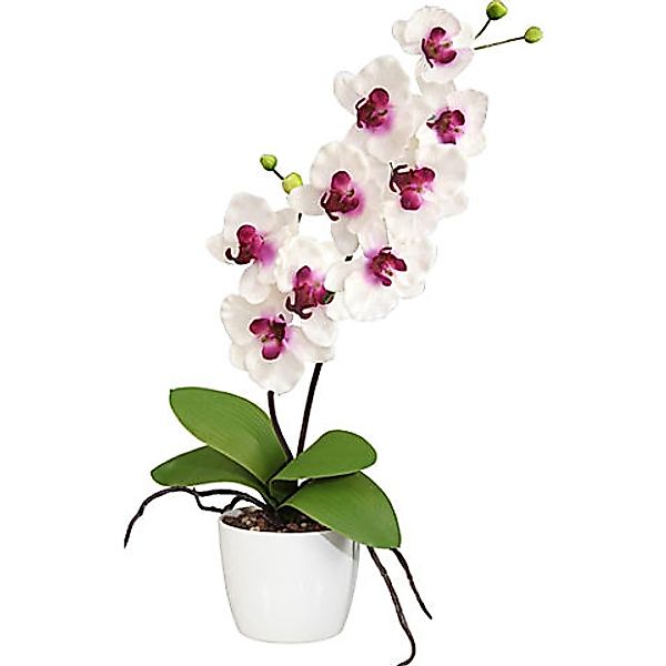 Kunstpflanze Orchidee günstig online kaufen