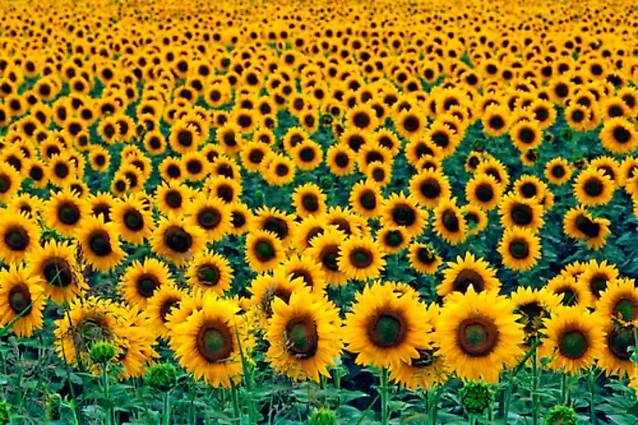 Papermoon Fototapete »Field of Sunflowers« günstig online kaufen