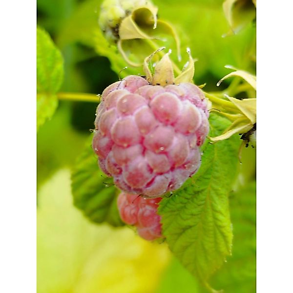 Himbeere Glen Coe 40 - 60 cm Rubus idaeus günstig online kaufen