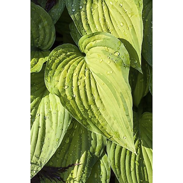 Hosta Ventricosa Herzblattlilie Ca. 9x9 cm Topf günstig online kaufen