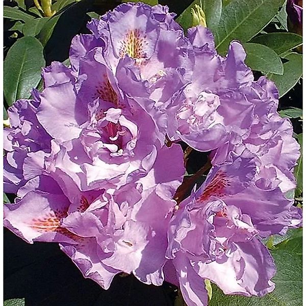Großblumige Rhododendron Fastuosum Flore Pleno 25-30cm - Alpenrose günstig online kaufen