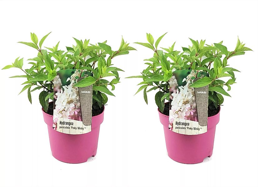 Perfect Plant | 2er Set Hortensie paniculata Pinky Winky günstig online kaufen