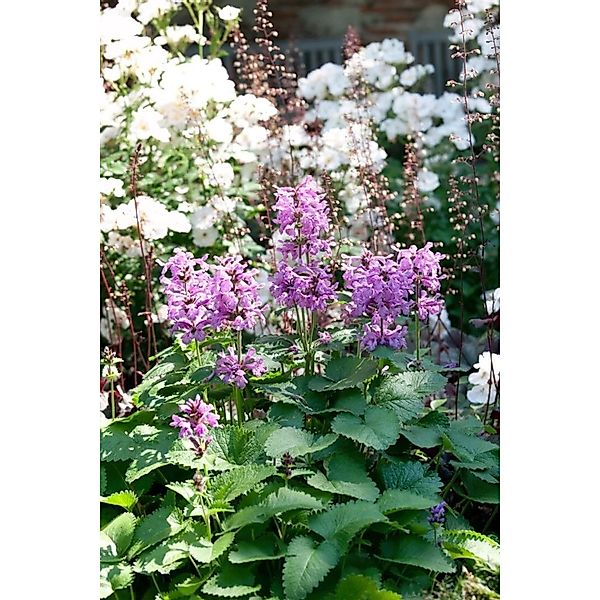 Nepeta Racemosa Katzenminze Ca. 9x9 cm Topf günstig online kaufen