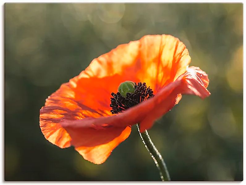 Artland Wandbild »Mohnblüte I«, Blumen, (1 St.), als Leinwandbild, Poster i günstig online kaufen