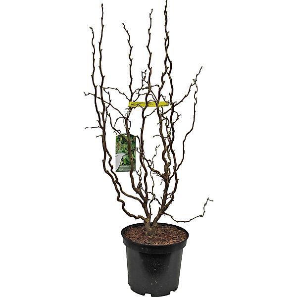 OBI Korkenzieher-Hasel Scooter Gelb Höhe ca. 50 - 60 cm Topf ca. 5 l Corylu günstig online kaufen