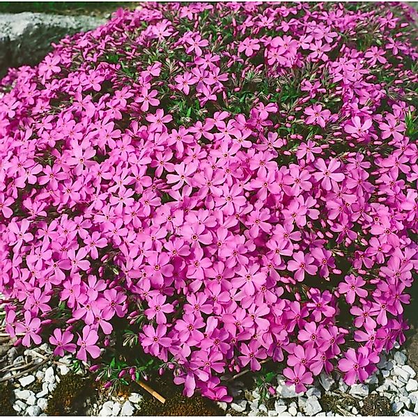 Phlox X Procumbens Rosea Teppichphlox Ca. 9x9 cm Topf günstig online kaufen