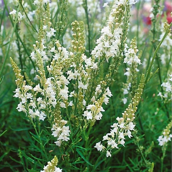 Linaria Purpurea Alba Purpur Leinkraut Ca. 9x9 cm Topf günstig online kaufen