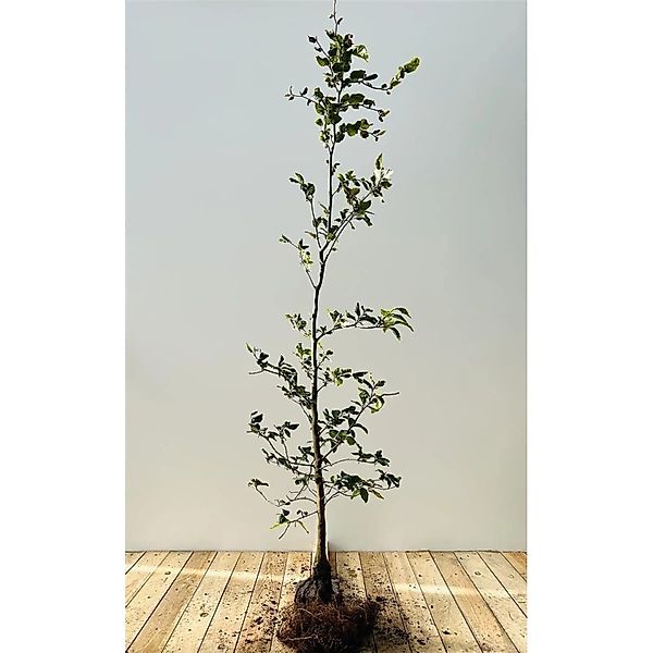 Fagus sylvatica 100-125 cm günstig online kaufen
