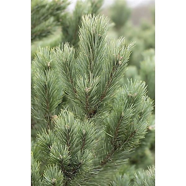 Pinus Cembra Glauca Zirbelkiefer Blaugrün 50–60 cm günstig online kaufen