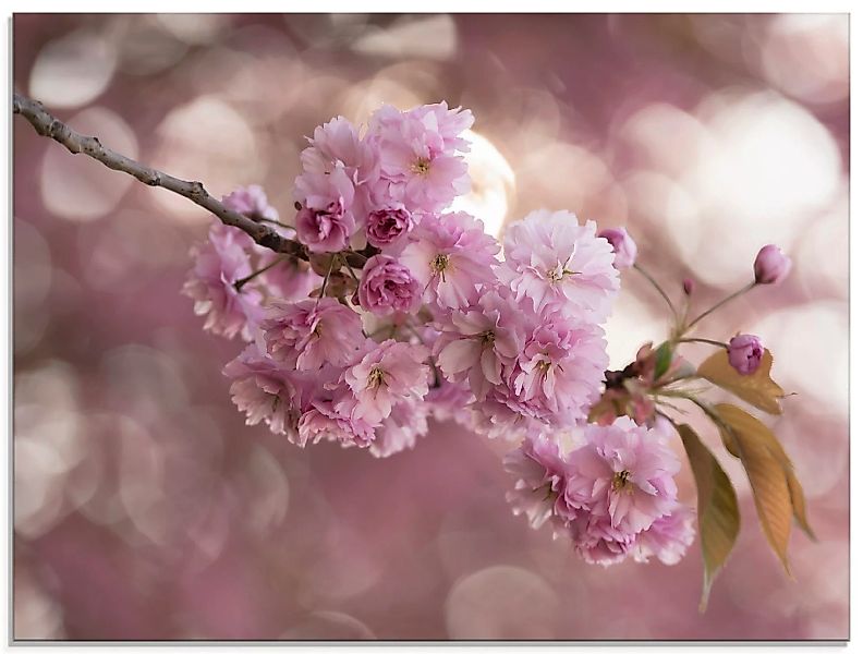 Artland Glasbild "Japanische Kirschblüte in Love III", Blumen, (1 St.) günstig online kaufen
