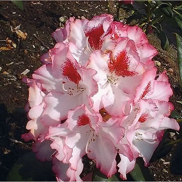 Großblumige Rhododendron Hachmanns Charmants 50-60cm - Alpenrose günstig online kaufen