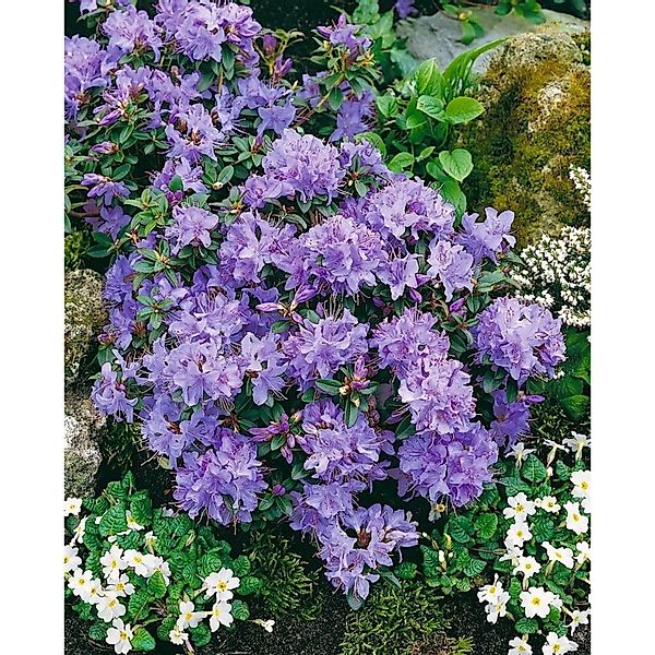 Rhododendron Calostrotum Enrico Rosa Blüten 20–25 cm günstig online kaufen