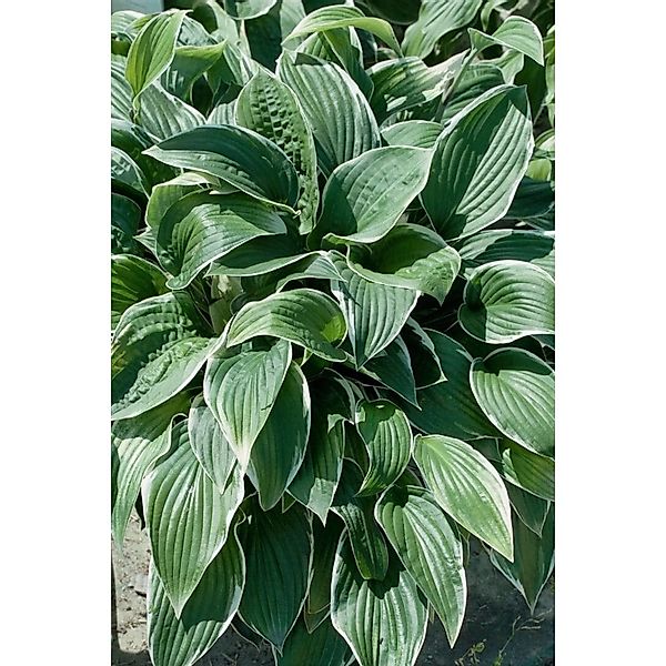 Hosta Sieboldiana Christmas Tree Funkie Ca. 11x11 cm Topf günstig online kaufen